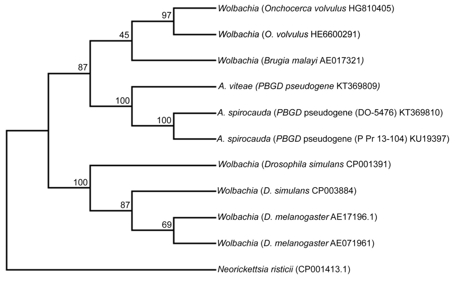 Phylogeny showing *PBDG* pseudogene of *A. spirocauda* nesting within *Wolbachia PBGD*