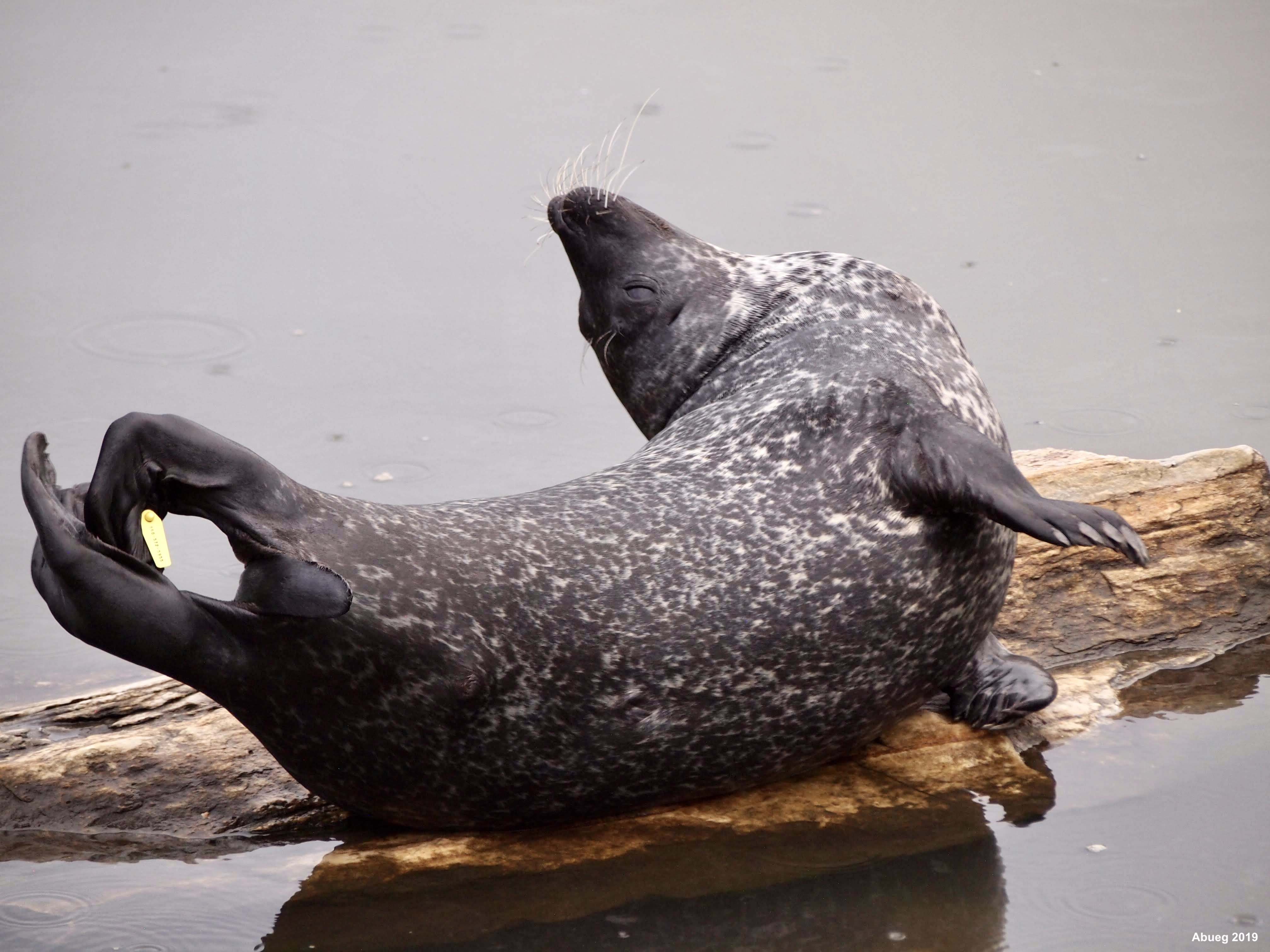 Harbor seal